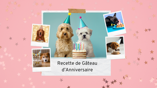 Comment Préparer un Gâteau d’Anniversaire Sain pour Son Chien