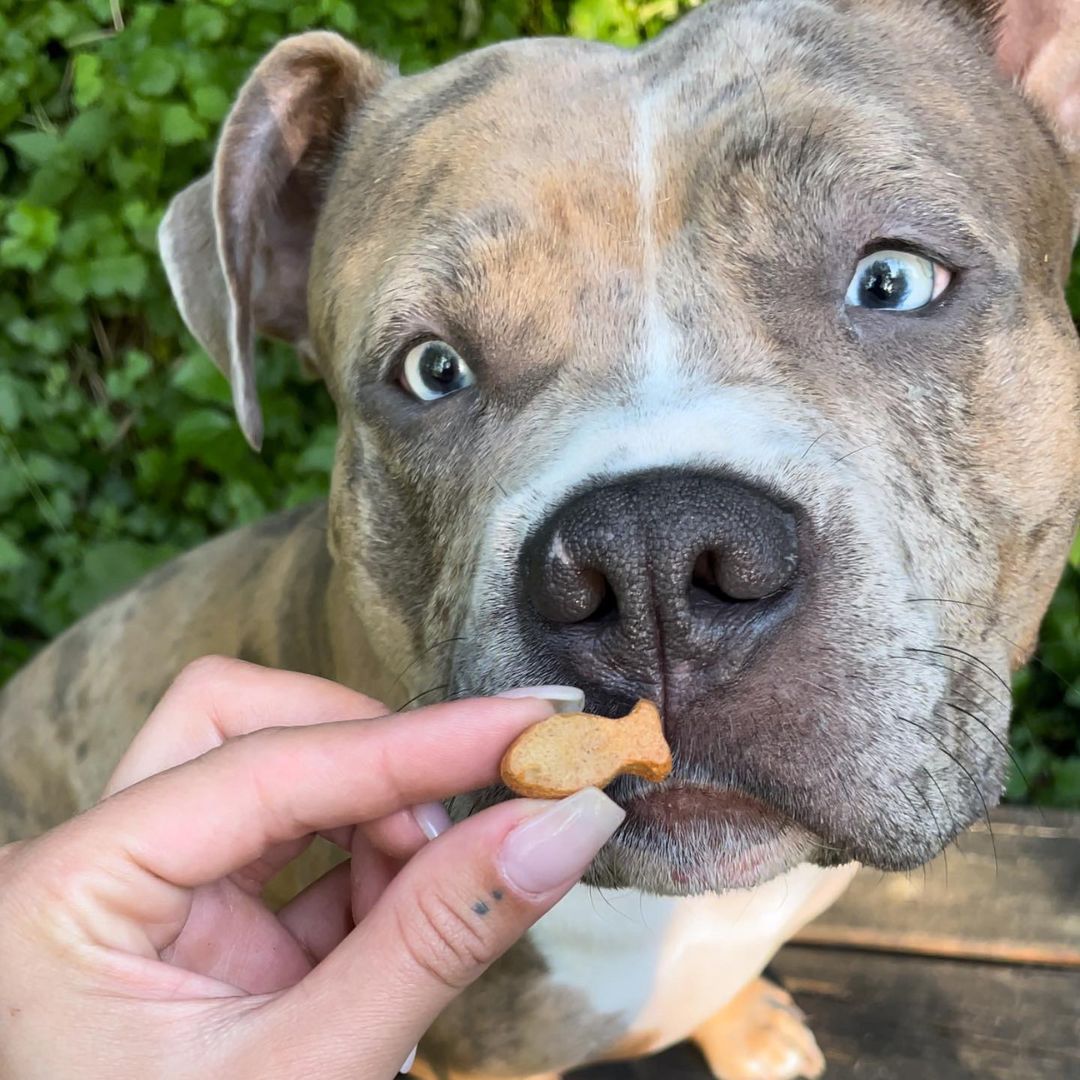 Dog & Cat Treats - Fish