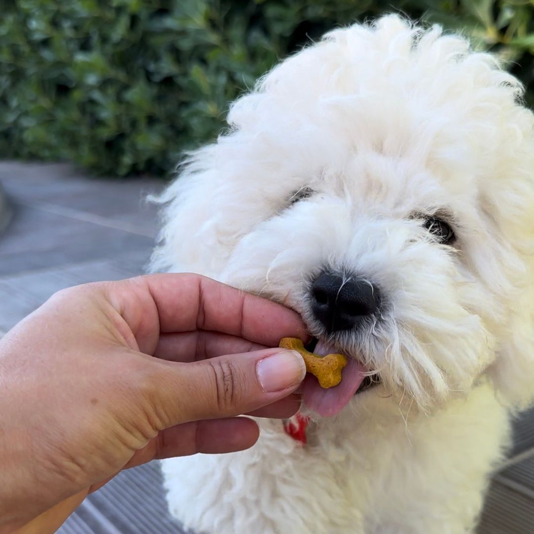 Friandises Chien & Chat - Os
