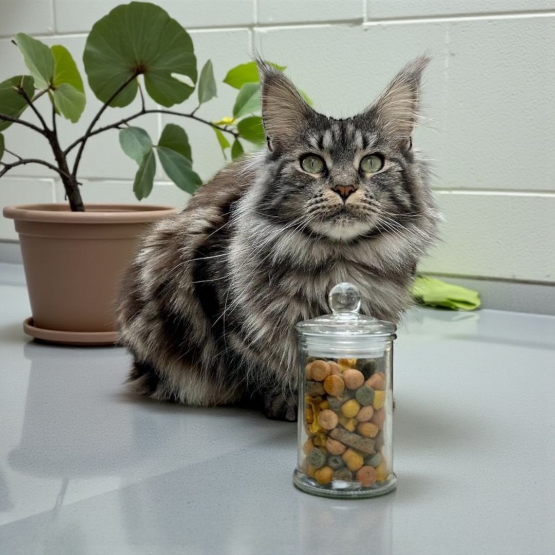 Bonbonnières Friandises Chien & Chat