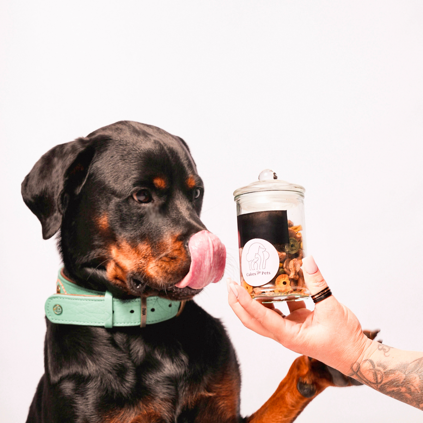 Bonbonnières Friandises Chien & Chat