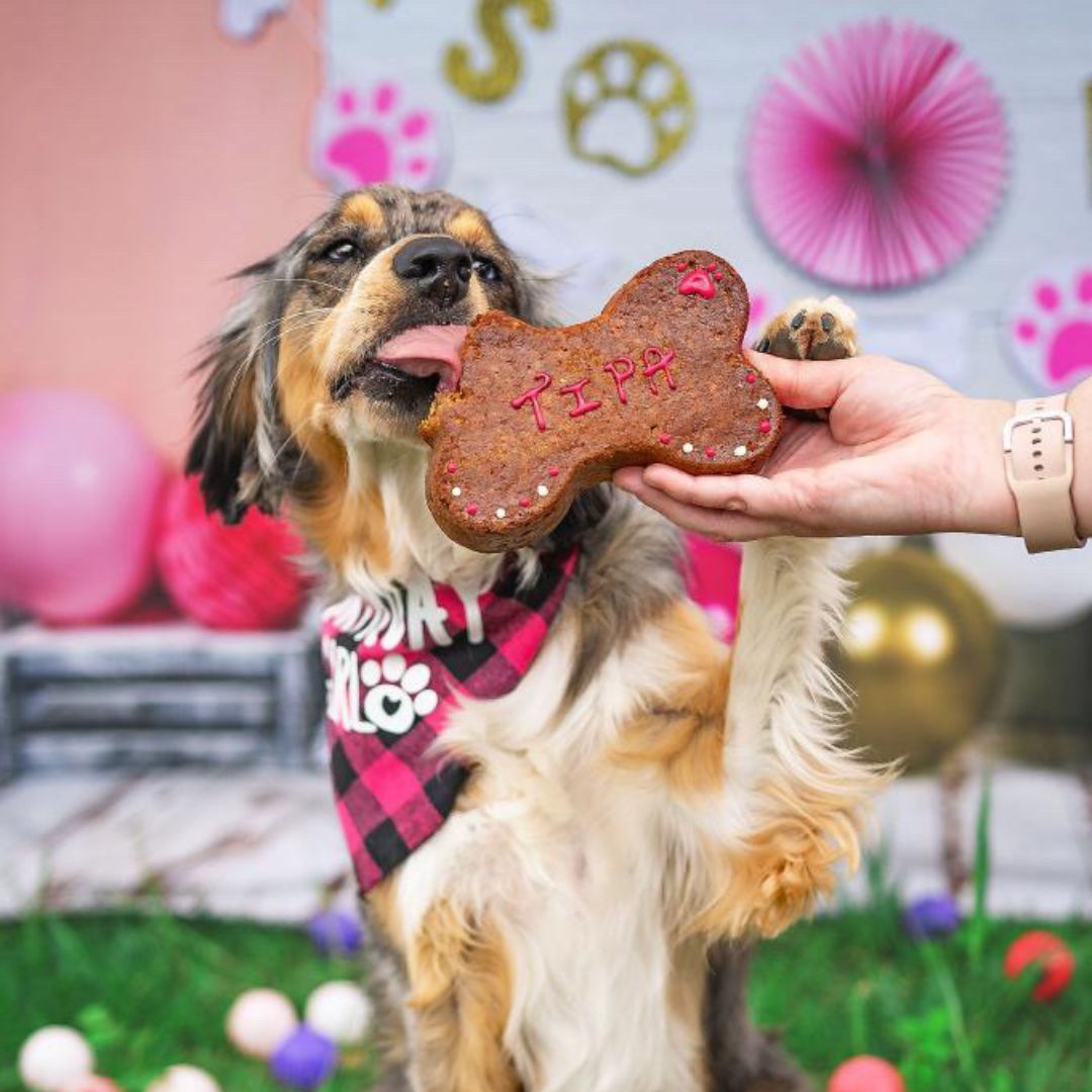 Dog Birthday Cake - Bone