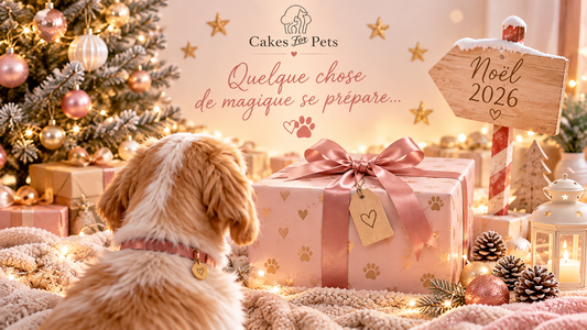 Calendrier de l’Avent pour chien 2026 : lequel choisir ?