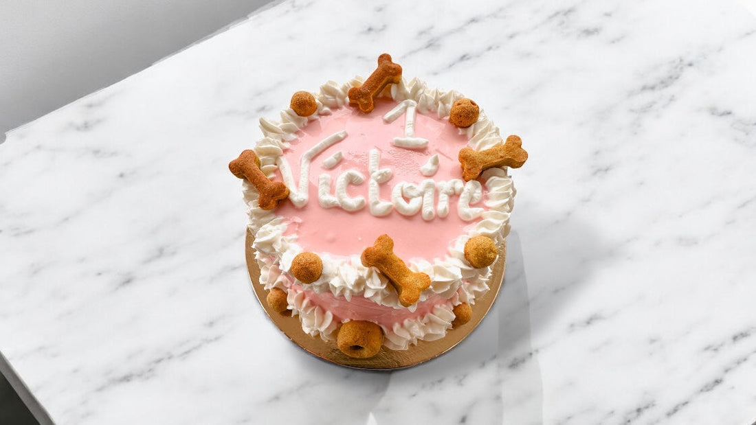 Offrez à votre chien un gâteau d'anniversaire frais - Région du 64