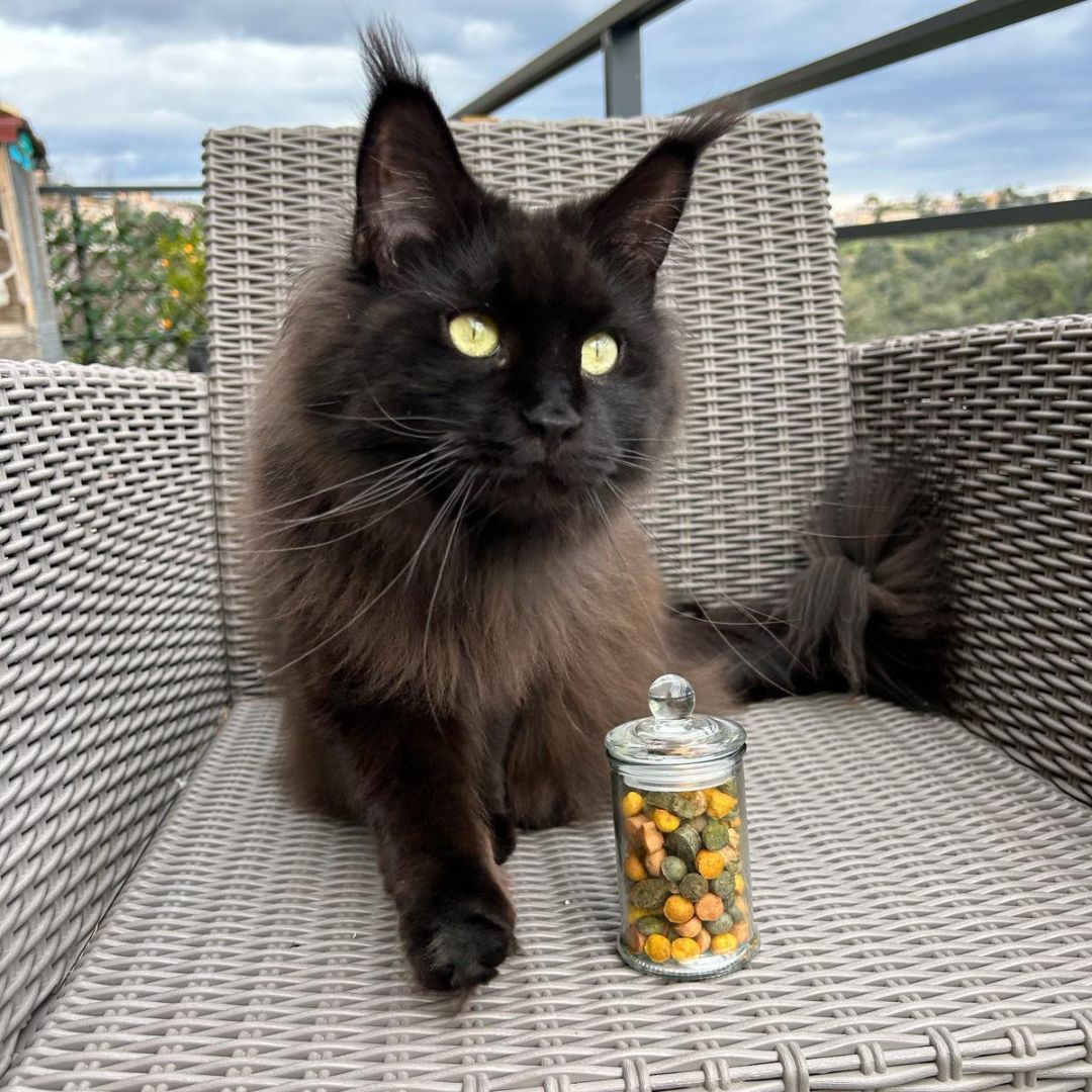 Bonbonnières Friandises Chien & Chat