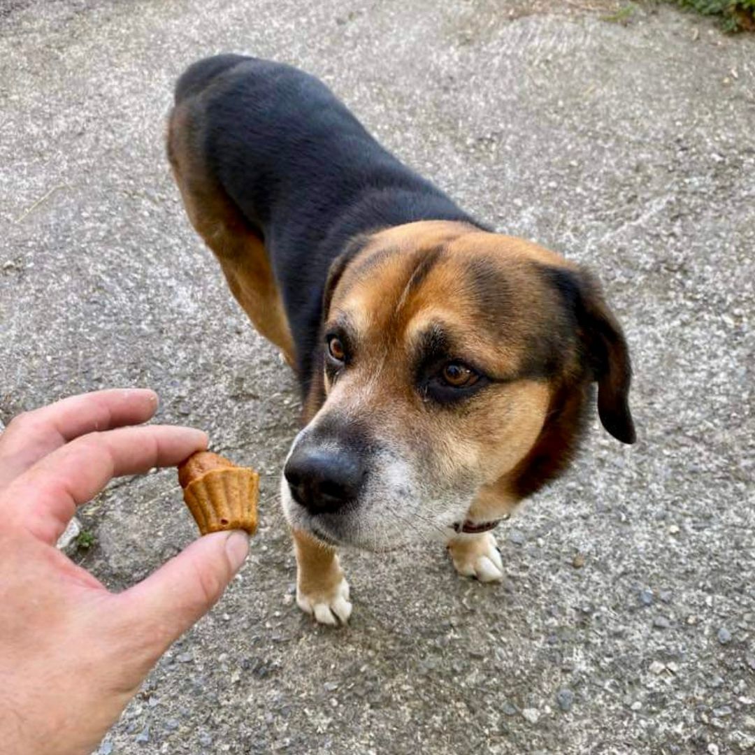 Dog Treats - Cannelé