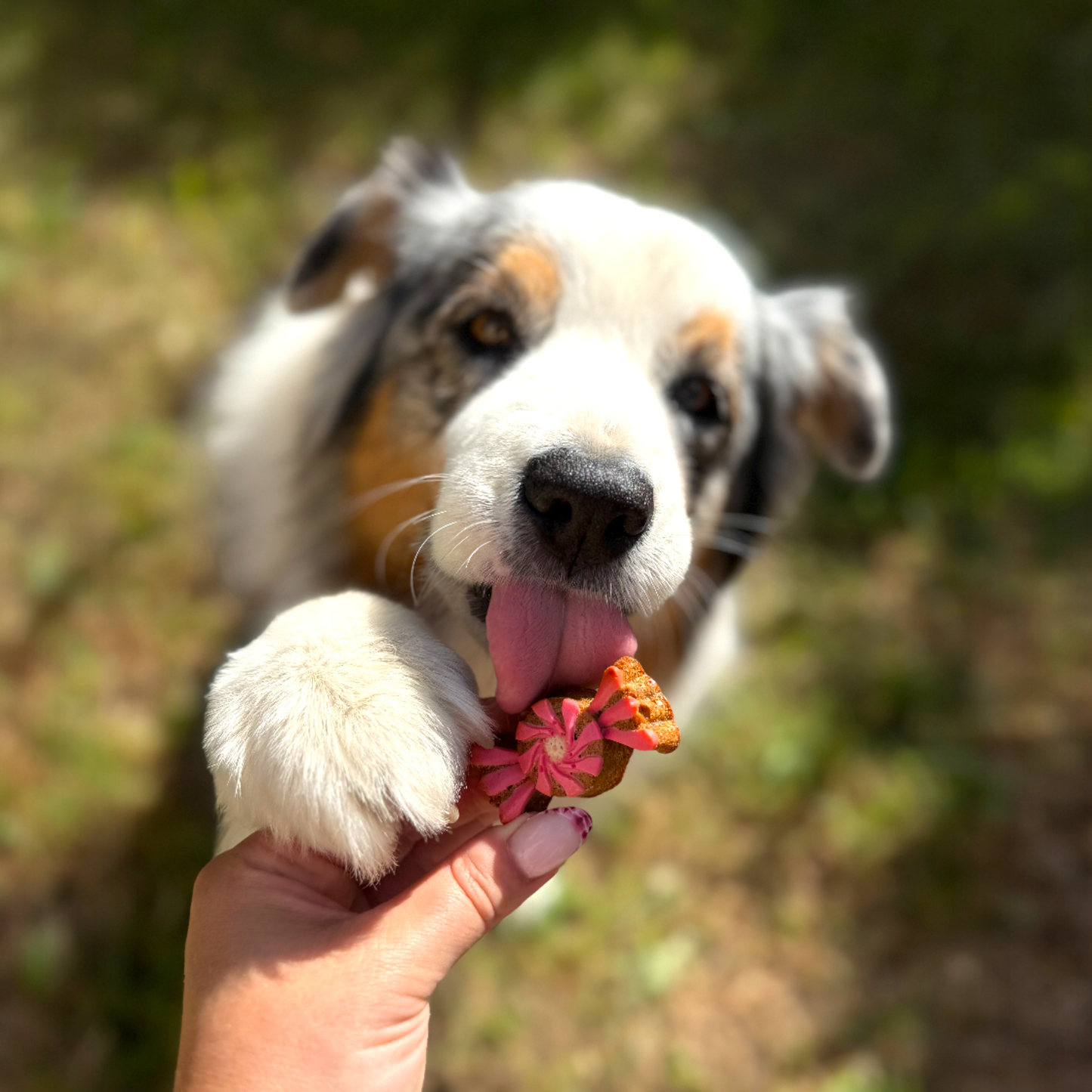 Boxe Pâtisseries Chien - Bonbons - Pomme Banane Miel