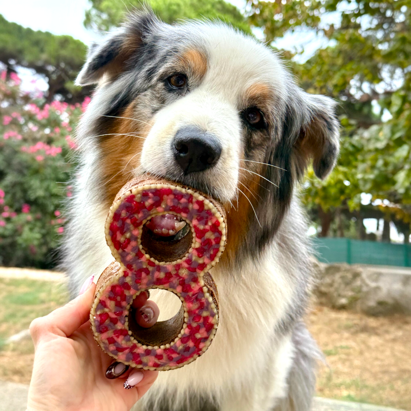 Gâteau Anniversaire Chien - Number Cake