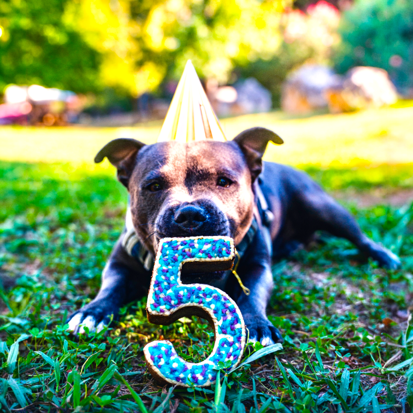 Gâteau Anniversaire Chien - Number Cake